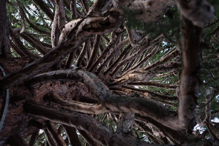 vieille branche