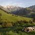 ruminant relax