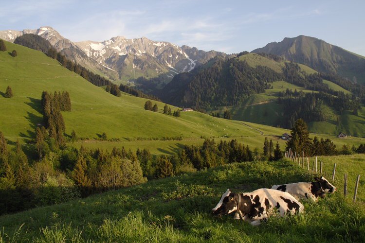 ruminant relax