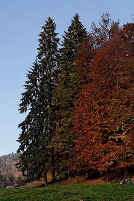 feuilles d'automne