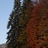 feuilles d'automne