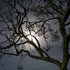 variation sur une pleine lune