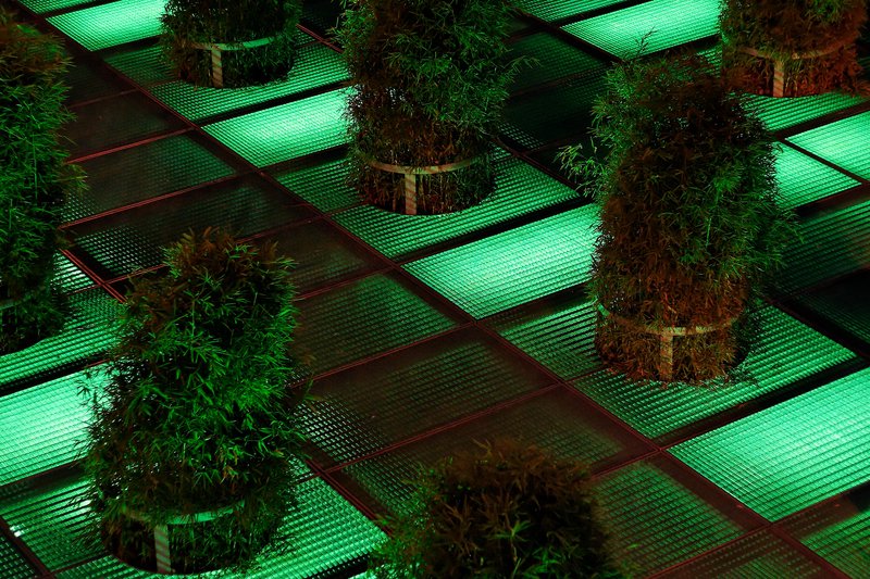 sous-bois urbain