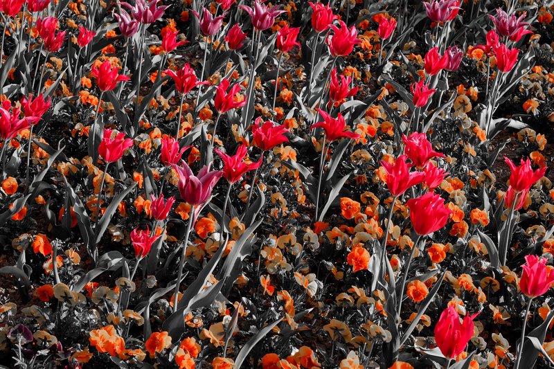 printemps rouge