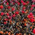 printemps rouge