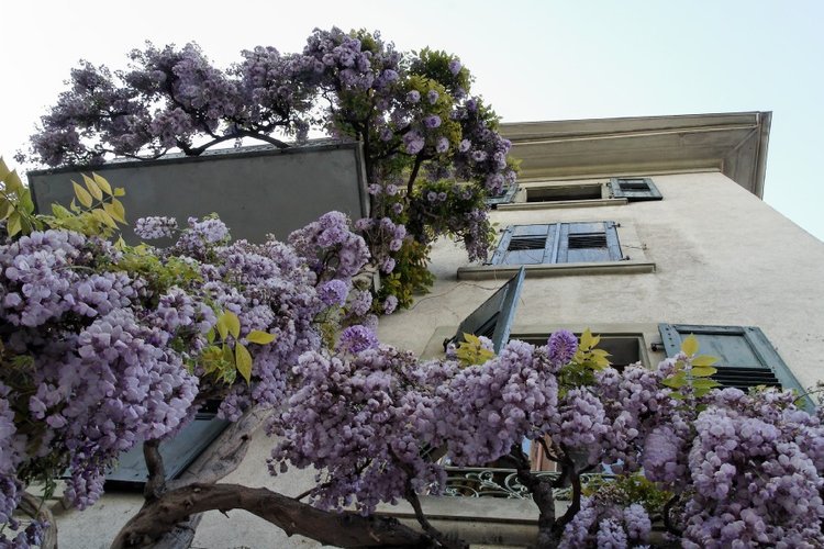 glycine culliérane