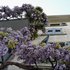 glycine culliérane