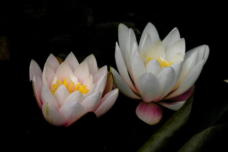 nénuphars
