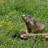 la marmotte sans son chocolat...