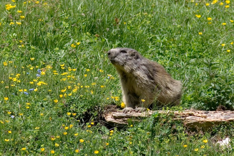 la marmotte sans son chocolat...