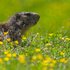 la marmotte, suite...