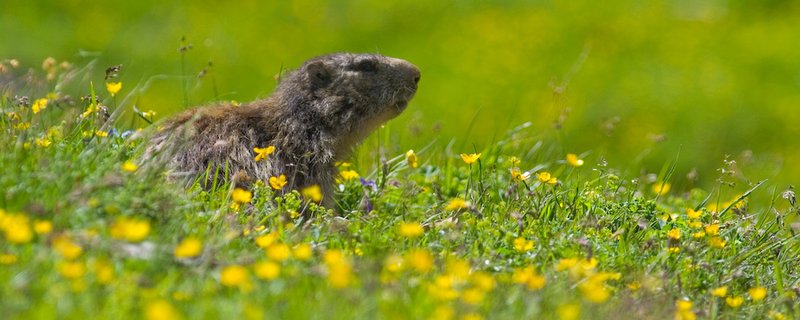 la marmotte, suite...