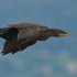 grand cormoran