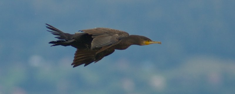grand cormoran