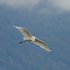 grande aigrette