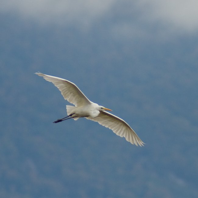 grande aigrette