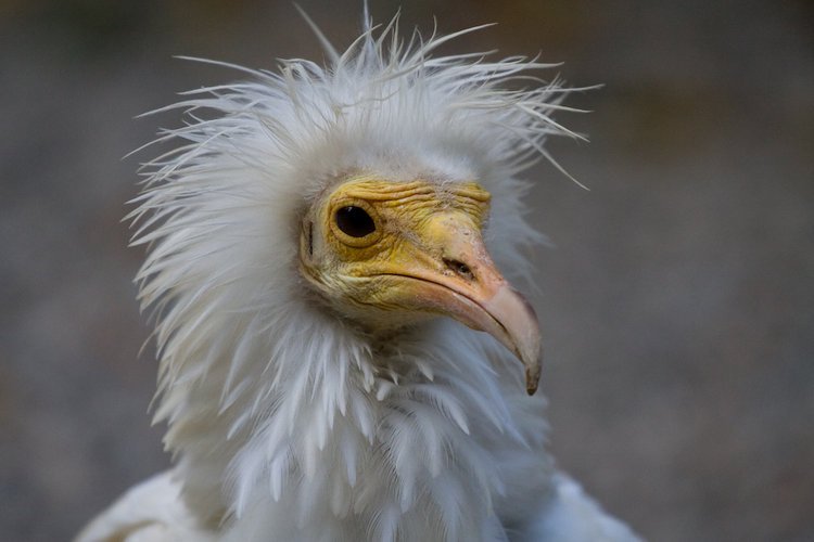 vautour percnoptère