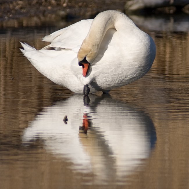 le mirroir