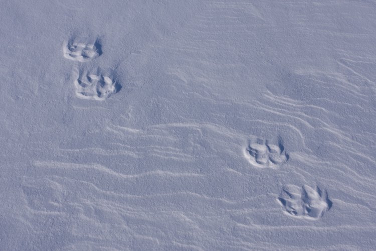 à pas de loup