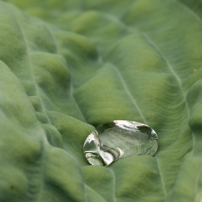 la feuille et la goutte