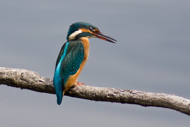 partie de pêche