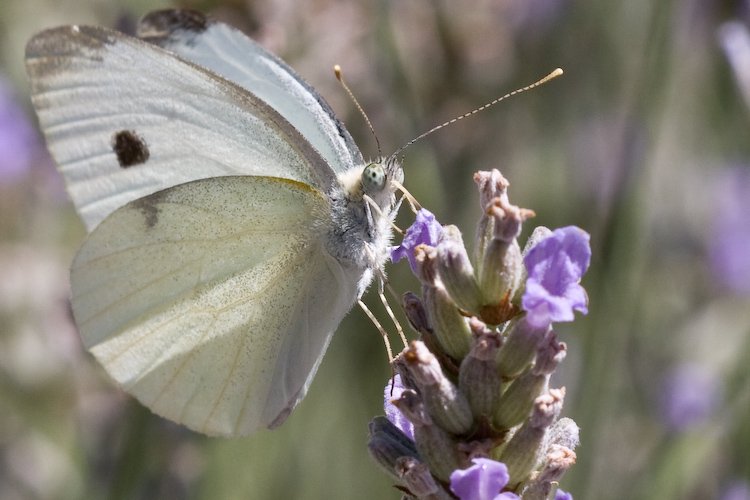 le papillon et la lavande