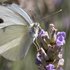 le papillon et la lavande