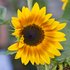 le tournesol