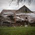 la petite maison avachie dans la prairie