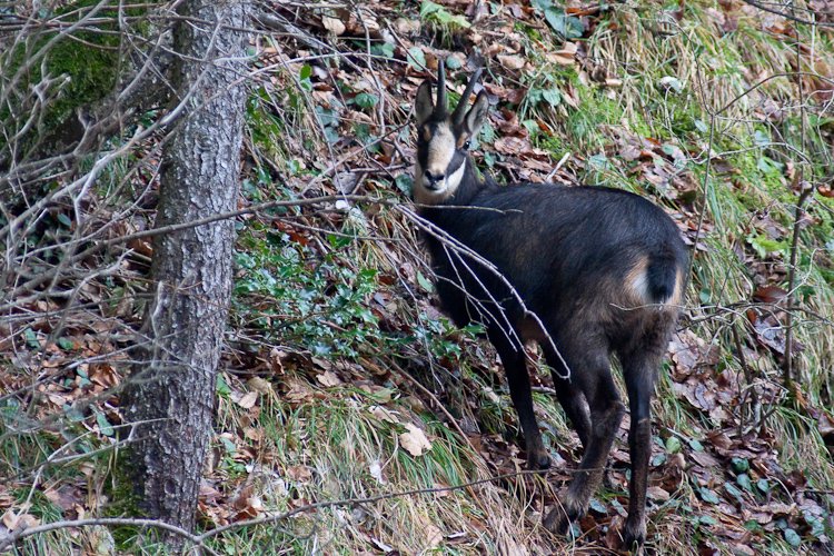 chamois dominical