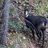 chamois dominical