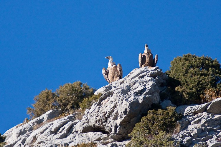 charognards rougonnais