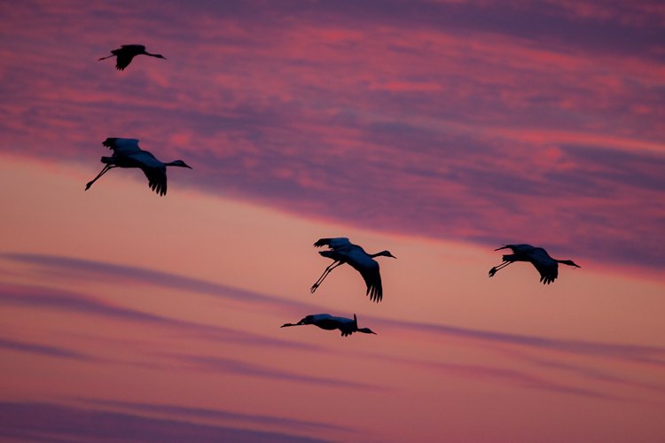 grues cendrées sur ciel pourpré