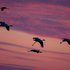 grues cendrées sur ciel pourpré