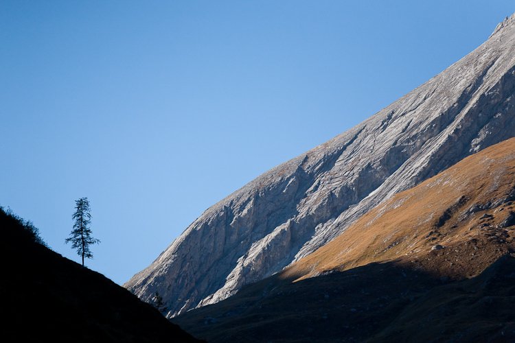 l'arbre de la Combe de l'A