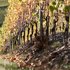 feuilles de vigne