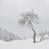 l'arbre dans la neige