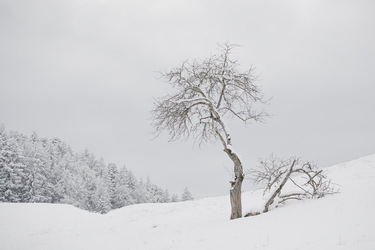l'arbre dans la neige