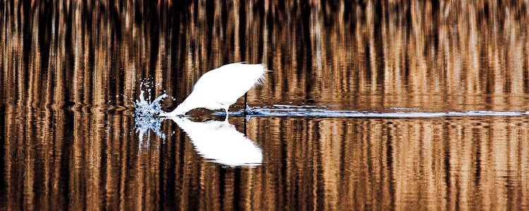 test de Rorsch'aigrette