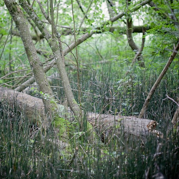 Swiss Jungle