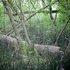 Swiss Jungle