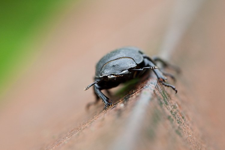 Scarabaeoidea