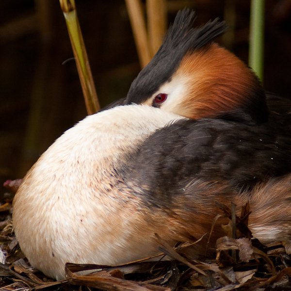 incubateur