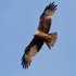 flying around....