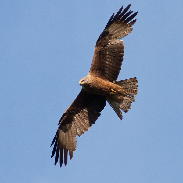 flying around....