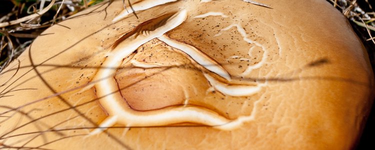 mycologie grecque