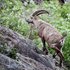 capra ibex