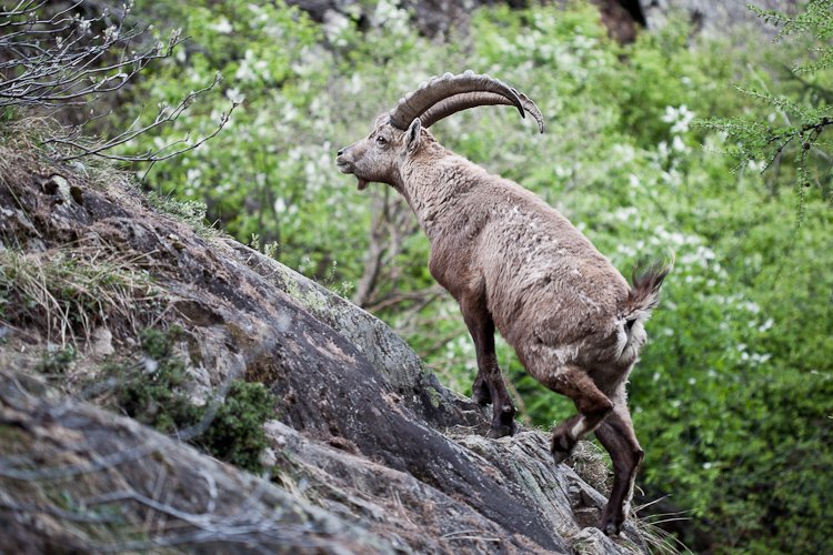 capra ibex