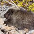 Porcupine