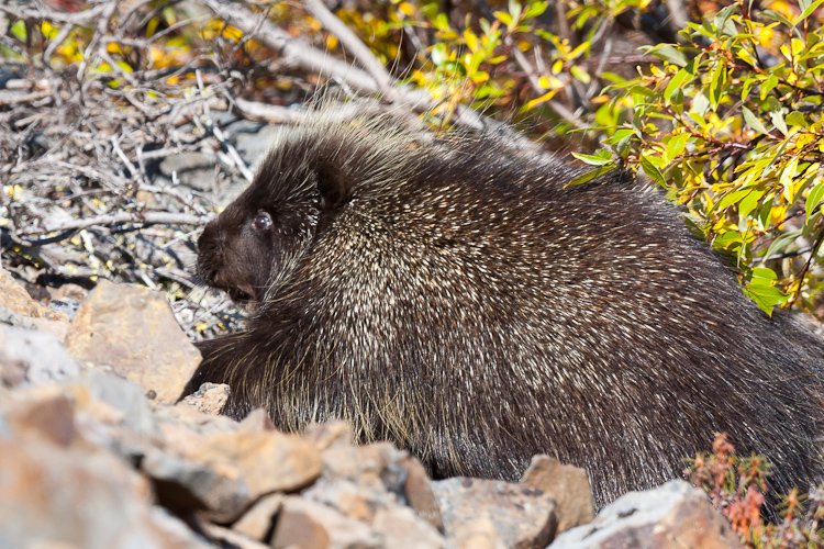 Porcupine